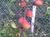 Image034